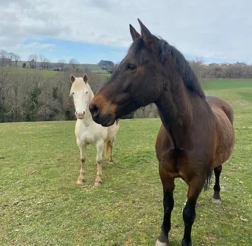 La Des Colibris Σαλέ